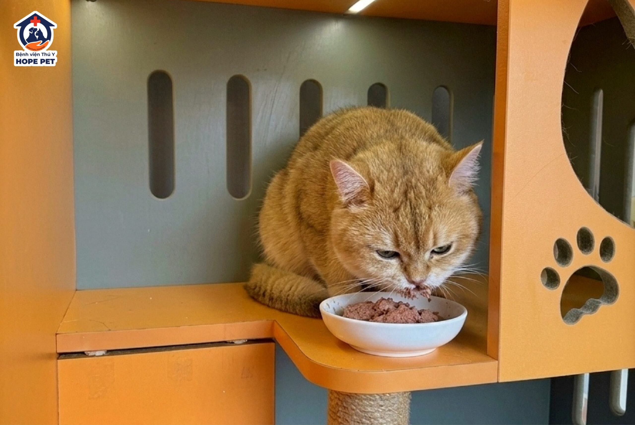 Khách sạn thú cưng tại Bệnh viện thú y Hope Pet