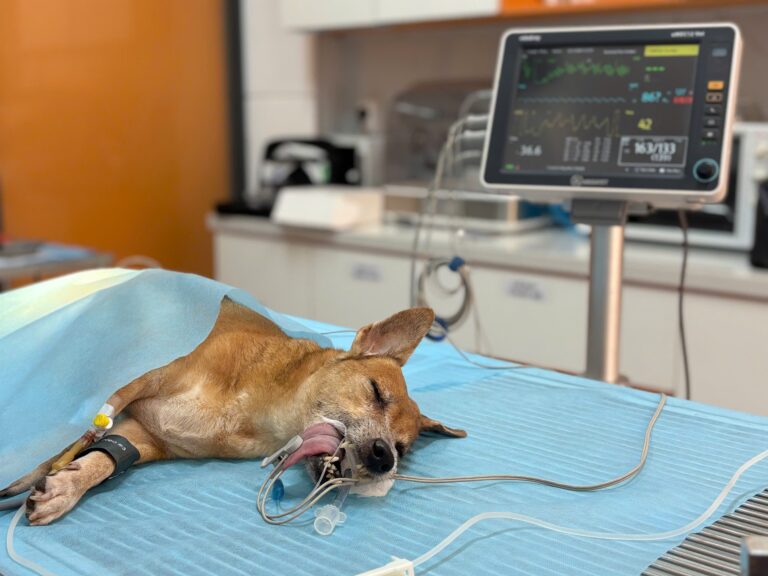 Hope Pet – Dịch vụ cấp cứu thú y 24/24 Bình Chánh uy tín