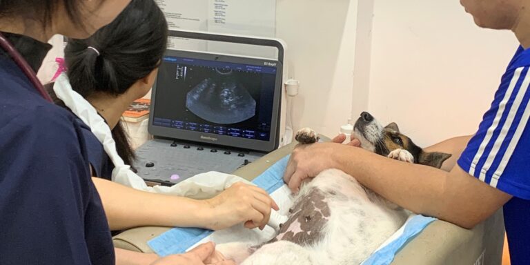 Lắng Nghe Cơ Thể Thú Cưng: Tầm Quan Trọng Của Siêu Âm Chó Mèo