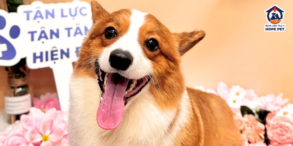 Bé cún Corgi đi Spa tại Bệnh viện Thú y Hope Pet.