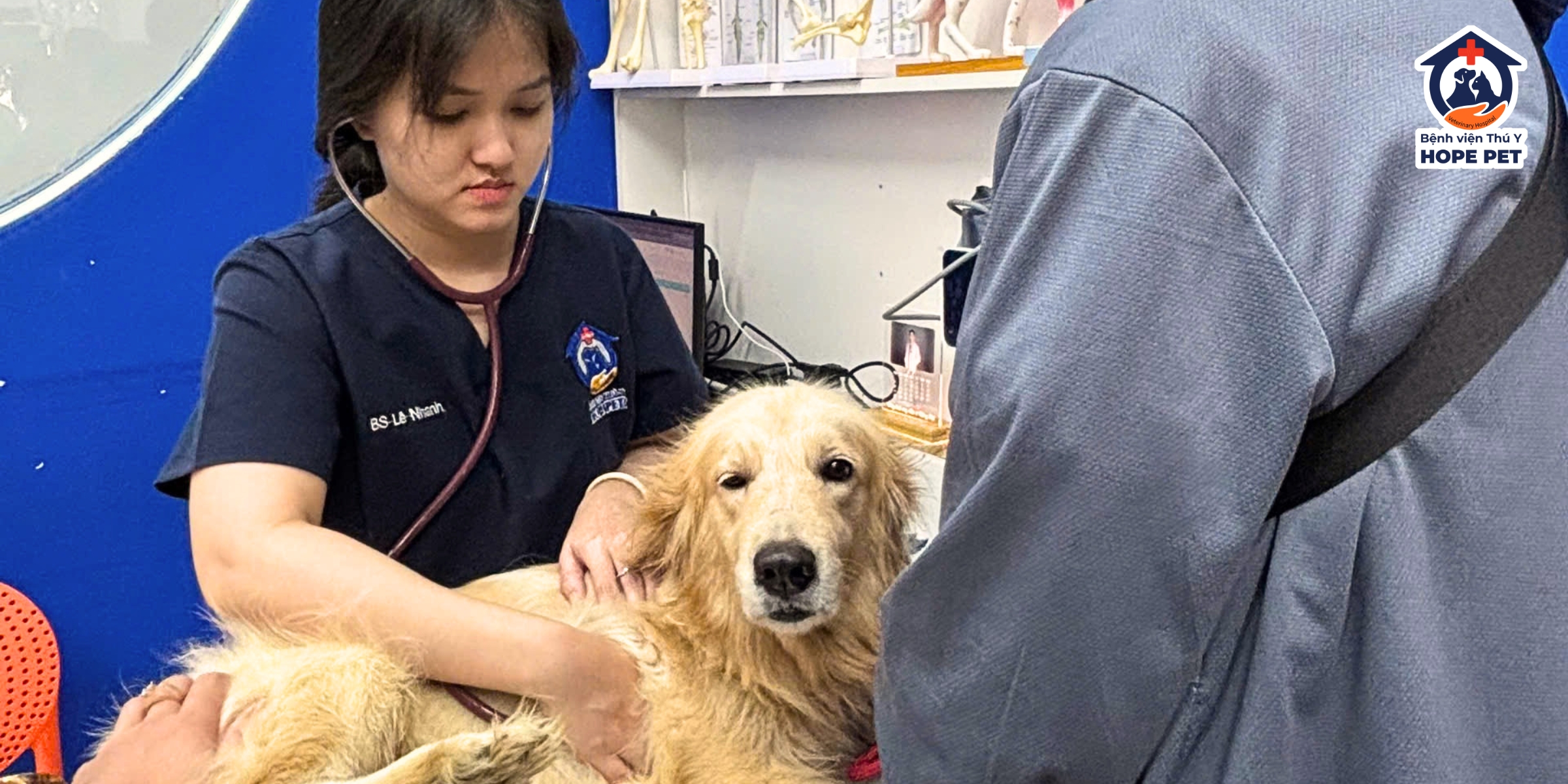 Bác sĩ đang thăm khám tại Bệnh viện Thú y Hope Pet.