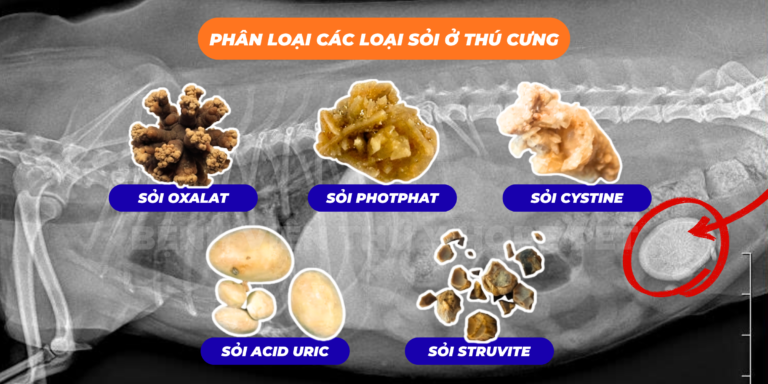 Các loại sỏi thường gặp ở thú cưng & Phương pháp điều trị hiện đại, không xâm lấn